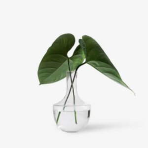 Table Plant