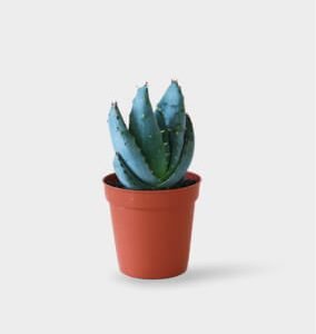 Desk Pot Set
